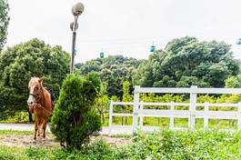 Fotoroleta chiny wioska koń azja podłączony