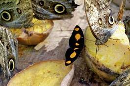 Plakat zwierzę sowa motyl tropikalny ogród
