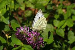 Naklejka kwiat natura motyl las