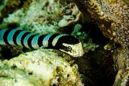 Fotoroleta ryba wąż podwodne woda