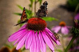Obraz na płótnie roślina zwierzę kwiat motyl