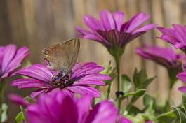 Naklejka kwiat motyl sprężyna  
