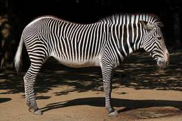 Fototapeta natura afryka ssak dziki zwierzę