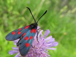 Naklejka bezdroża natura kwiat motyl makro