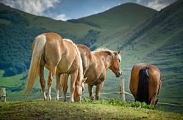 Fotoroleta koń natura źrebak krajobraz pastwisko