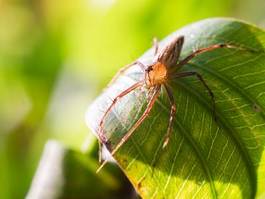 Obraz na płótnie roślina dziki lato pająk