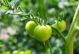 Fotoroleta owoc pomidor warzywo