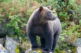 Plakat zwierzę las niedźwiedź