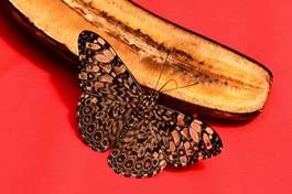 Obraz na płótnie owoc pyłek banan