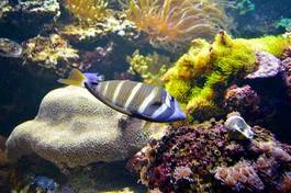 Fotoroleta morze tropikalny zwierzę natura