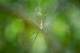 Fotoroleta roślina azjatycki pająk natura naturalny