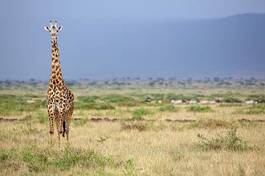 Fototapeta safari dziki niebo narodowy trawa