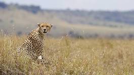 Naklejka trawa gepard ssak
