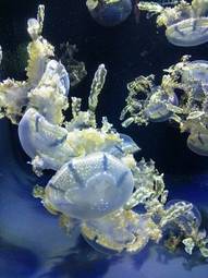 Fotoroleta koral kalifornia muzeum