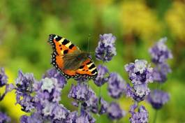 Obraz na płótnie motyl pole lato ogród