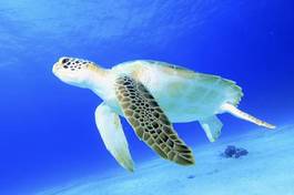 Plakat ryba gad morze żółw bahamy