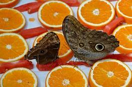 Obraz na płótnie zwierzę motyl natura owoc