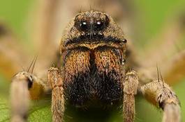 Obraz na płótnie pająk bezdroża usta natura