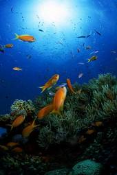 Naklejka rafa morze koral nurkowanie