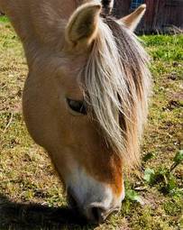 Fotoroleta koń piękny pastwisko pole zwierzę