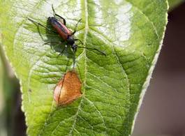 Fototapeta zwierzę czerwony chrząszcz