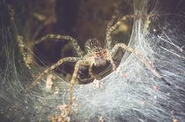 Obraz na płótnie pająk zwierzę oko