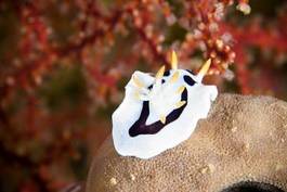 Fotoroleta morze rafa wyspa zwierzę natura