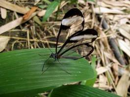 Naklejka motyl skrzydło owad