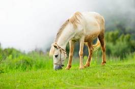 Fototapeta piękny koń trawa pole