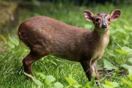 Obraz na płótnie dzikie zwierzę zwierzę indonezja fauna