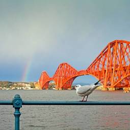 Fotoroleta queensferry bridge forth seagull