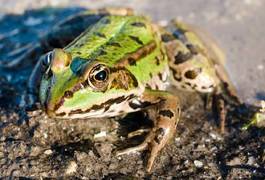 Obraz na płótnie natura ciało gad woda żaba