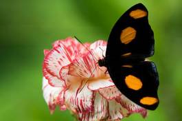 Obraz na płótnie zwierzę motyl nektar osesek lot