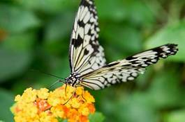 Obraz na płótnie zwierzę motyl nektar