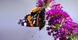 Fototapeta europa wzór motyl kwiat lato