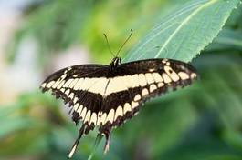 Obraz na płótnie zwierzę motyl karmia skrzydło lot