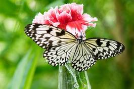 Fotoroleta zwierzę motyl karmia nektar owad