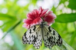 Fotoroleta motyl zwierzę szczelinomierz karmia
