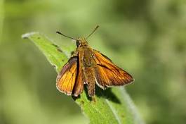 Naklejka ładny motyl las fauna