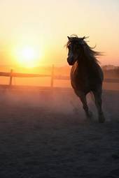 Obraz na płótnie kucyk galopujący koń