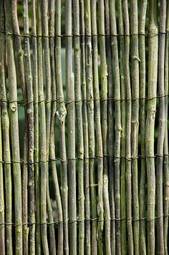 Naklejka bambus natura ogród trzciny drewno