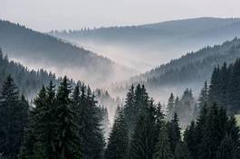 Fototapeta piękny fala wzgórze krajobraz las