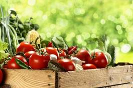Plakat zbiory rolnictwo świeży pomidor