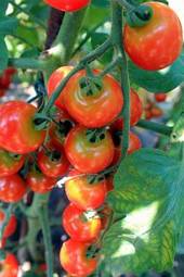 Fototapeta warzywo pomidor owoc