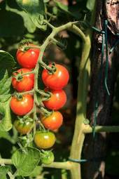 Naklejka pomidor owoc roślina ogród