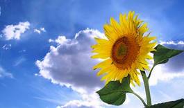 Obraz na płótnie słonecznik kwiat natura słońce lato
