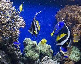 Obraz na płótnie podwodne ryba koral tropikalna ryba