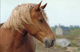 Naklejka koń bretoński natura zwierzę wolność