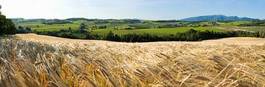 Obraz na płótnie pszenica pole francja natura