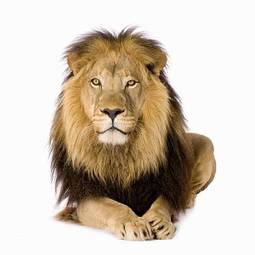 Fototapeta grzywa lew dziki kot zwierzę
